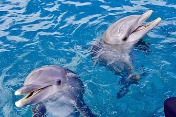 Private Speed Boat & Swim With Dolphins & Water Sports-hurghada