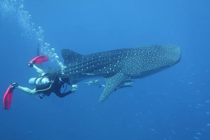 Ras Mohammed & White Island Cruise