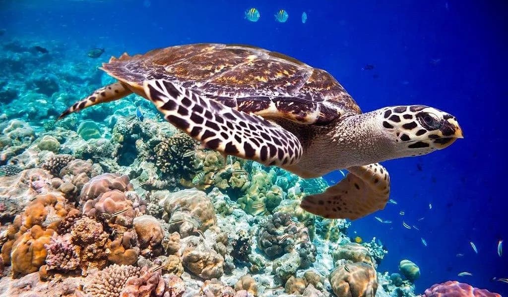 Tiran Island Snorkeling Excursion